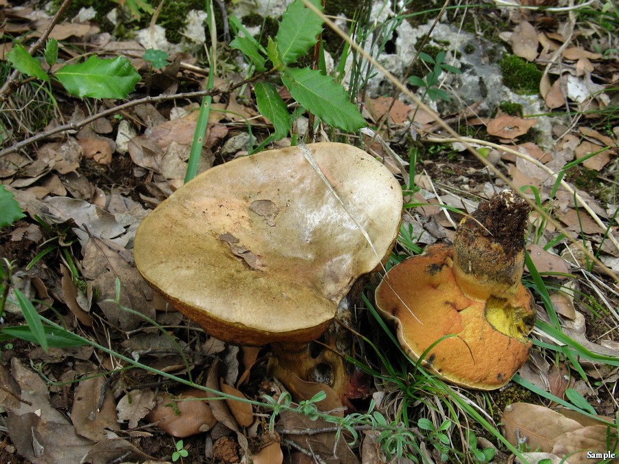 Boletus luridus lucido